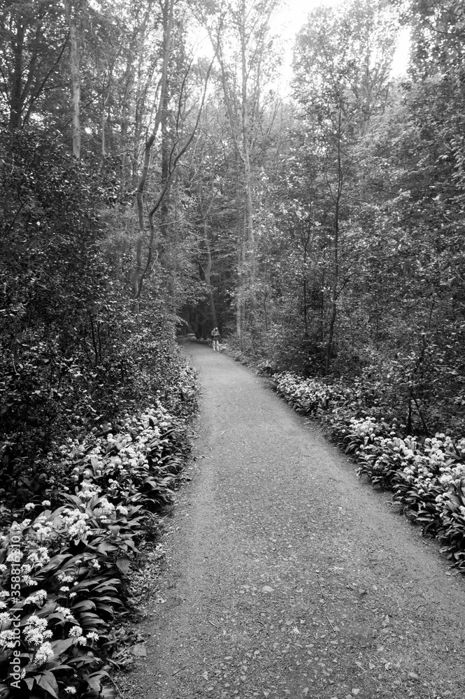 Obraz premium Amsterdamse Bos park, The Netherlands