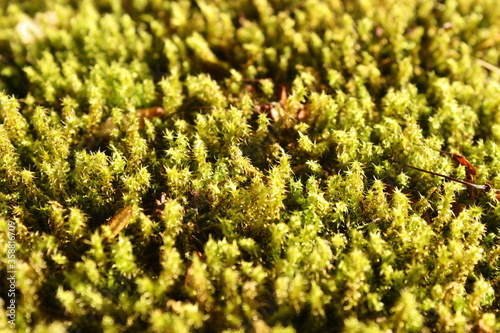 close up of green moss on the ground