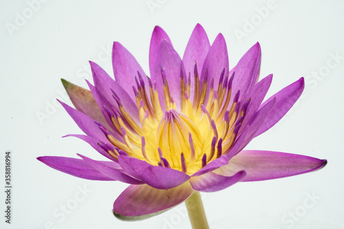 close-up purple water lily on white background 