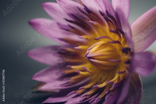 close-up purple water lily  on dark background 
