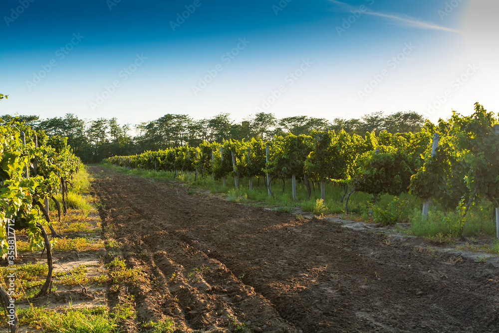 Summer vineyard at sunset