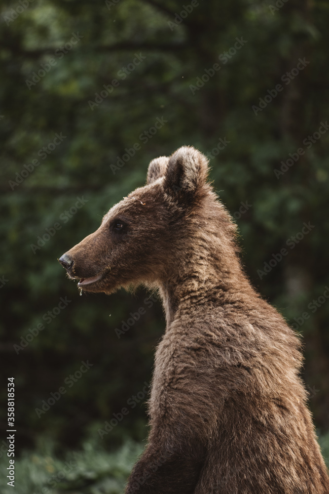 Curious brown bear cub in the wilderness forest. Curious brown bear cub in the wilderness forest.