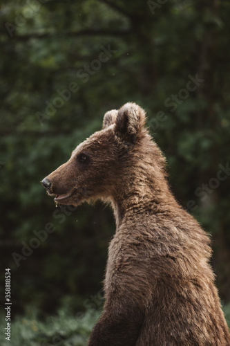 Curious brown bear cub in t...