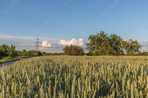 Kirschbaum im Getreidefeld