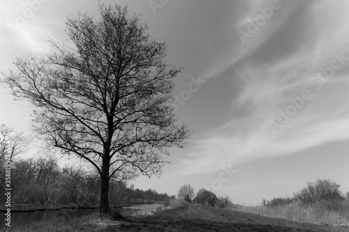 Trees on The Ankeveense plassen area,The Netherlands