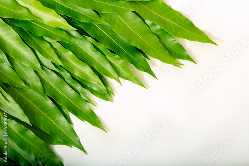 Top view mango of leaves from tree on left corner white background photo