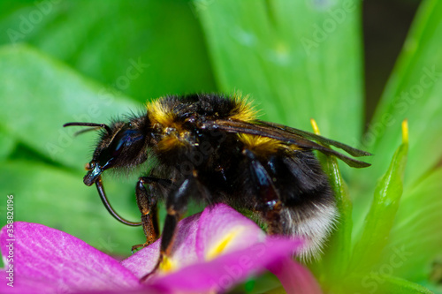 Macro of aNorthern white-tailed bumblebee © manfredxy