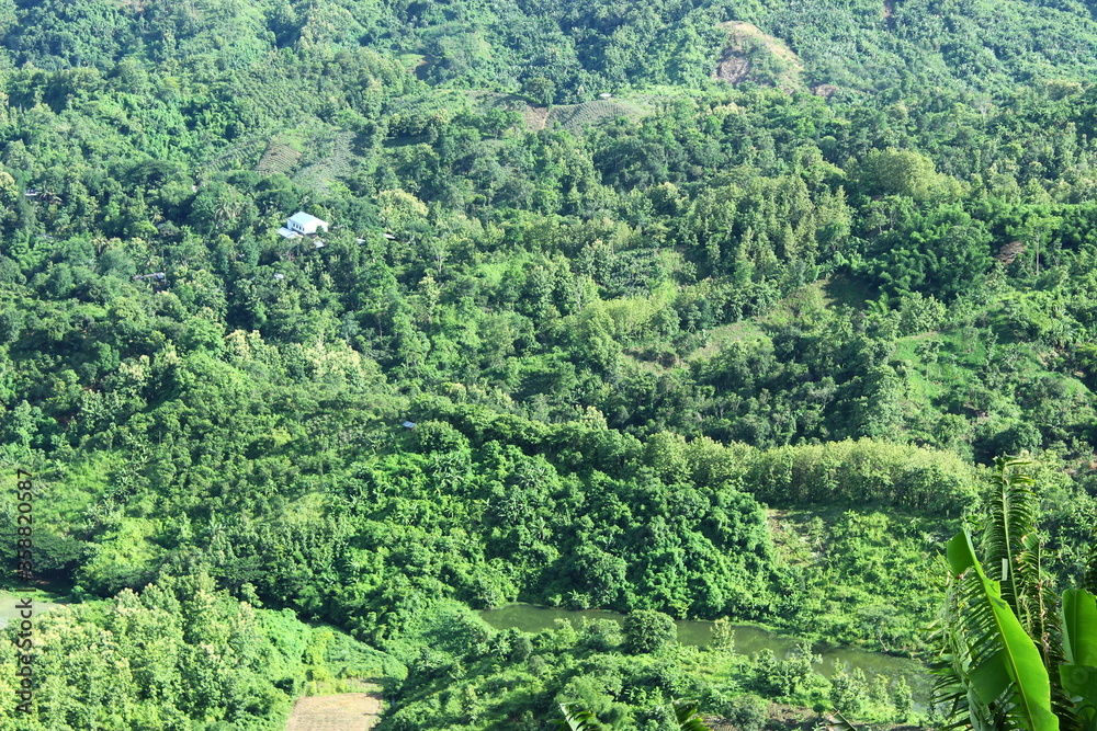green forest landscape
