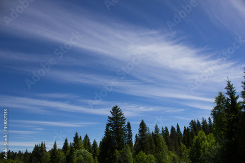 Sky over the forest