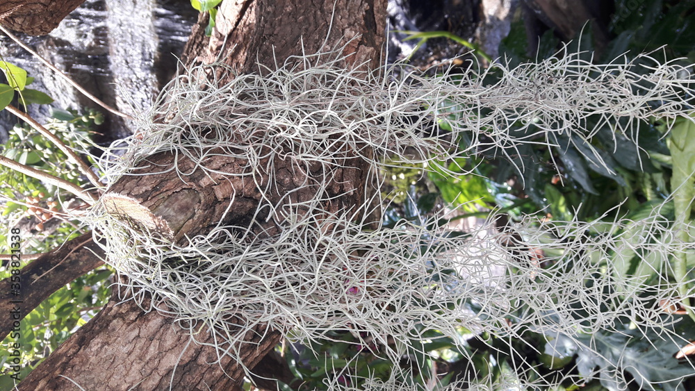 Obraz premium Hanging Spanish moss background.