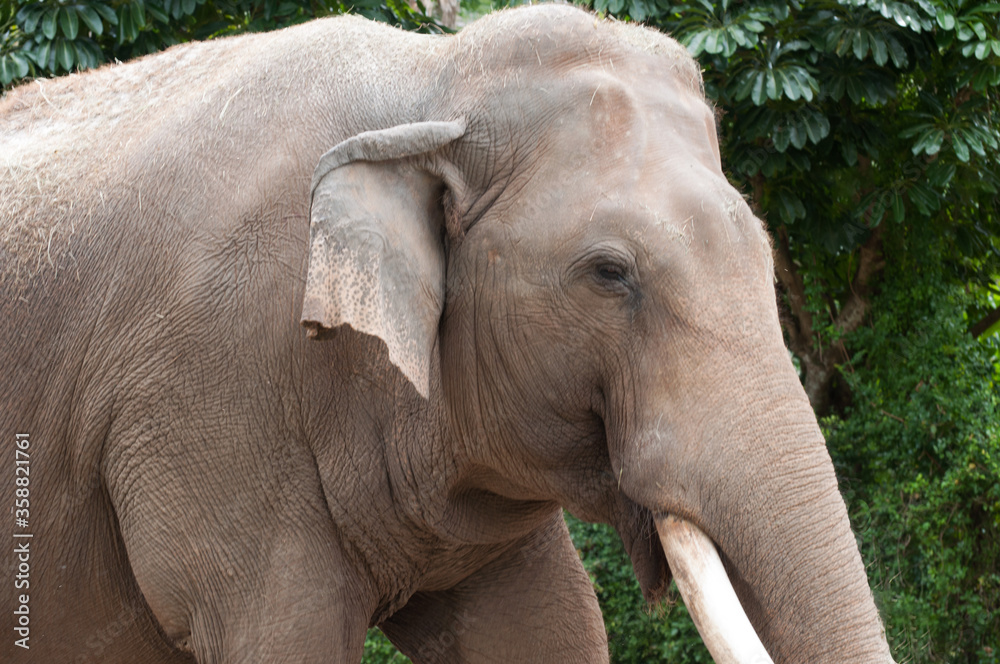 Asian elephant with grayish brown skin, small ear, and ivory tusk is close up in front of green vegetation. Asian elephant with grayish brown skin, small ear, and ivory tusk is close up in front of green vegetation.