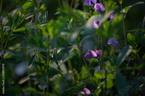  Violet pea flowes in the evening sun light seen through the herbs