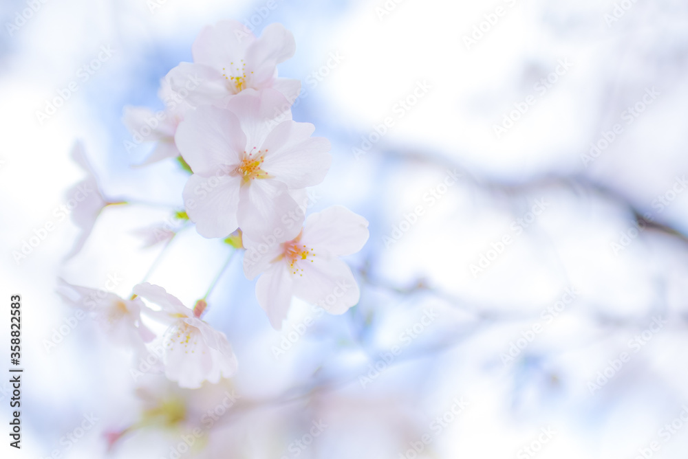 桜　グラフィック素材