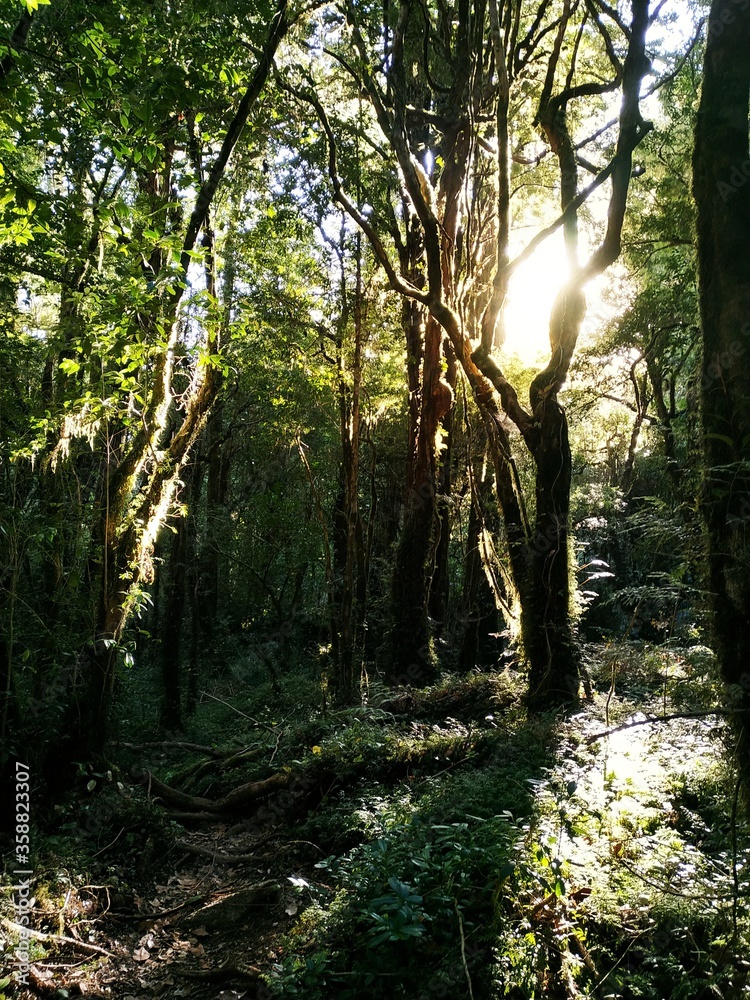 Obraz premium A sunlight between the trees in the forest