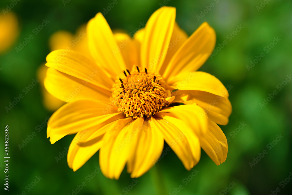 Yellow flowers of Cosmea Xanthos in the sun Yellow flowers of Cosmea Xanthos in the sun