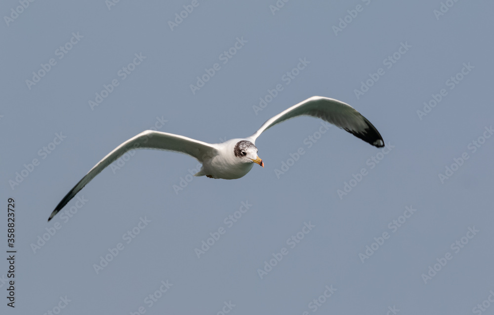 Obraz premium Pallas Gull (Ichthyaetus ichthyaetus) bird in flight over river Ganges in Haridwar, India