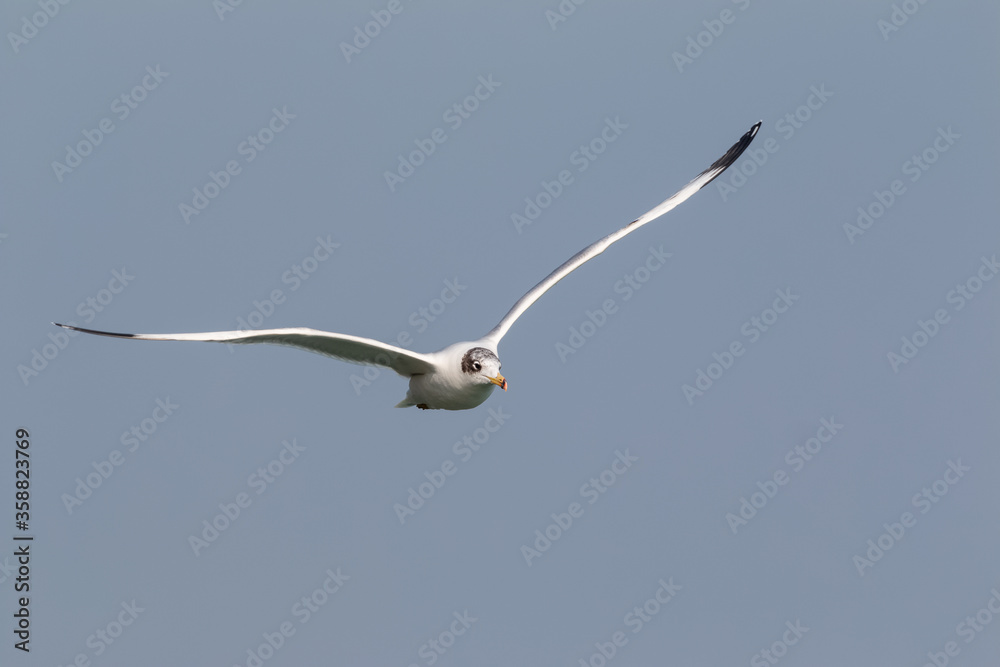 Pallas Gull (Ichthyaetus ichthyaetus) bird in flight over river Ganges in Haridwar, India Pallas Gull (Ichthyaetus ichthyaetus) bird in flight over river Ganges in Haridwar, India