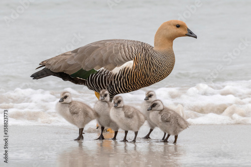 Upland Goose family group - female with goslings