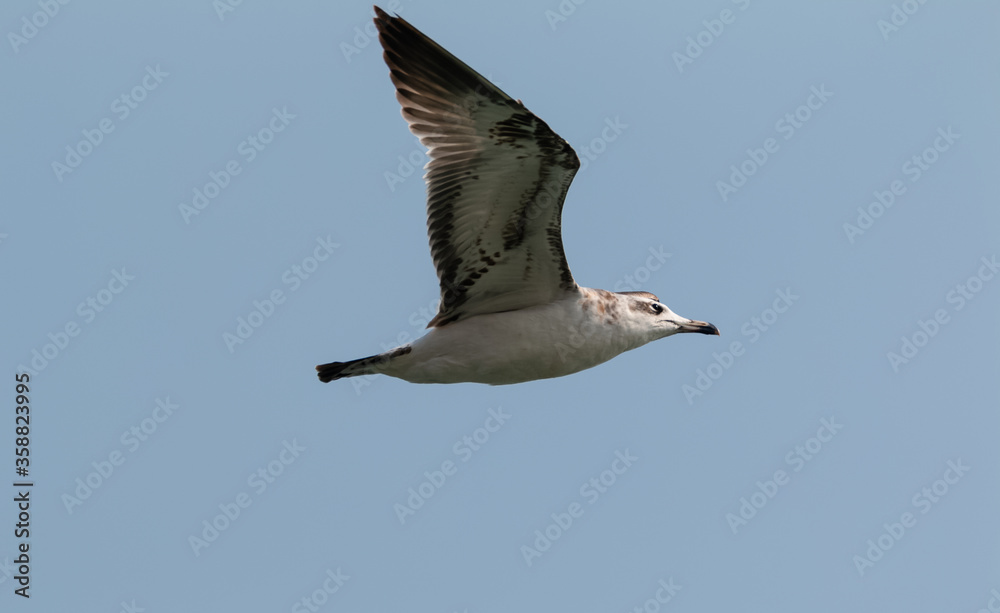Obraz premium Pallas Gull (Ichthyaetus ichthyaetus) bird in flight over river Ganges in Haridwar, India