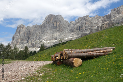 Baumstämme am Nigerpass, Blick zum Rosengarten photo