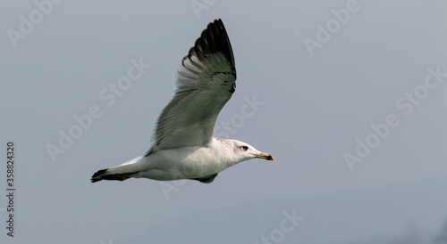 Pallas Gull (Ichthyaetus ichthyaetus) bird in flight over river Ganges in Haridwar, India