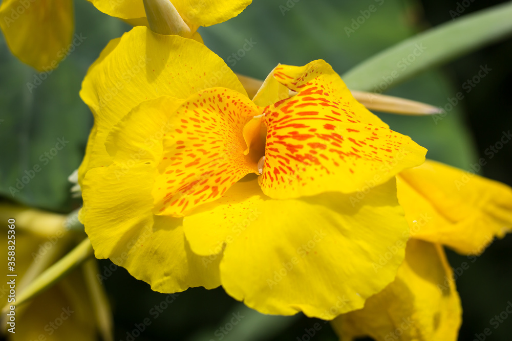 Yellow Canna flower in dark background Yellow Canna flower in dark background