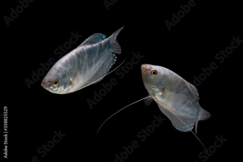 Opaline Gourami/Blue Gourami aquarium fish isolated on Black background