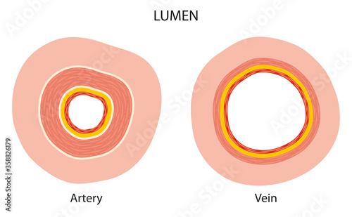 Difference between artery and vein lumen