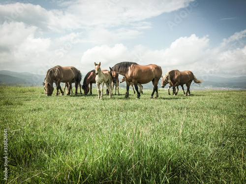 Fototapeta Naklejka Na Ścianę i Meble -  wild horses free on a field