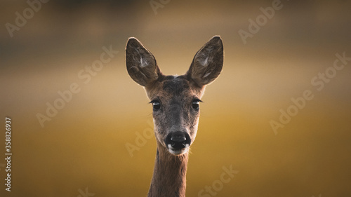 Photo portrait of a roe deer