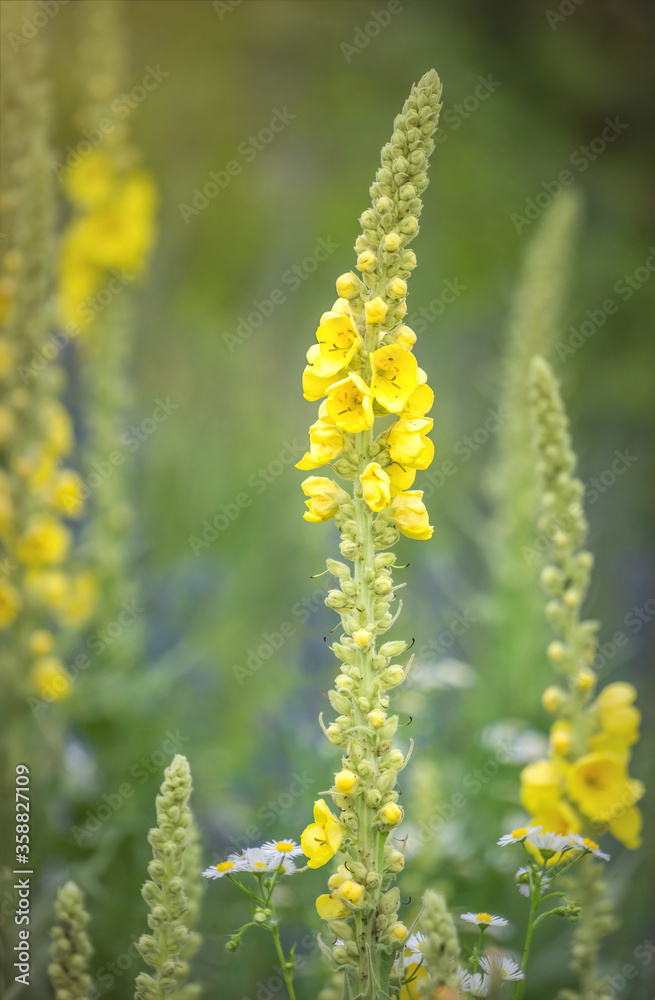 Summer wildflowers and sunny meadow. Postcard for the holiday Summer wildflowers and sunny meadow. Postcard for the holiday