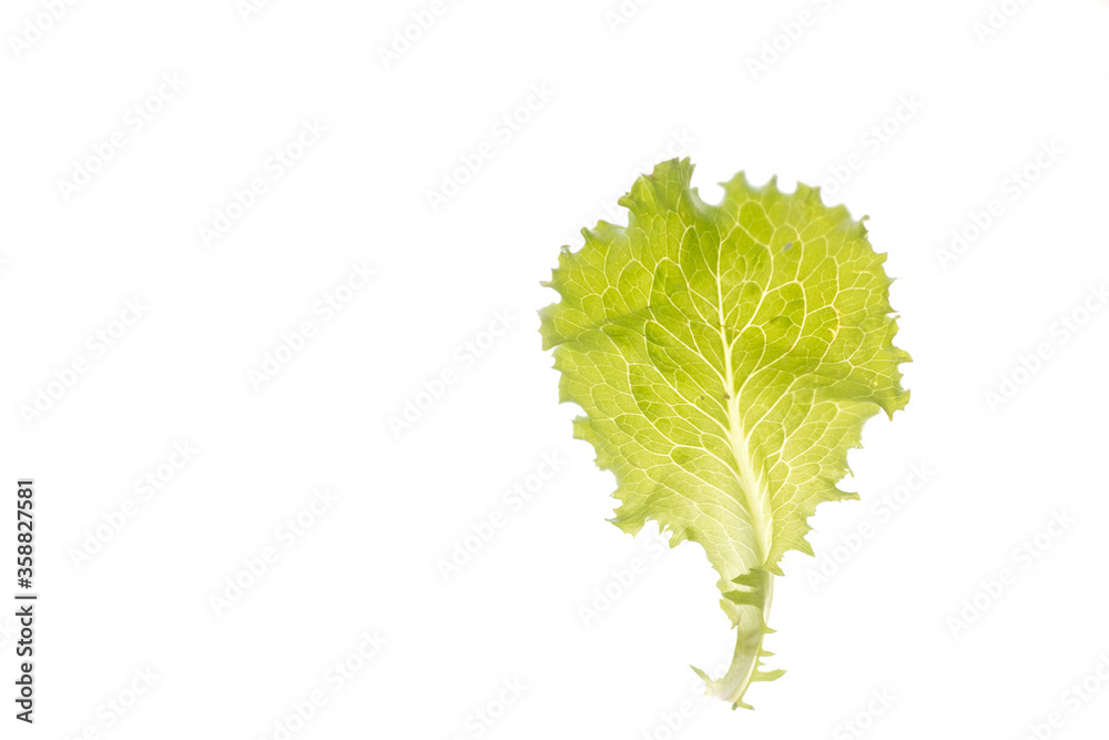 Leaf of green summer cabbage Isolated on a white background. Summer plants Leaf of green summer cabbage Isolated on a white background. Summer plants