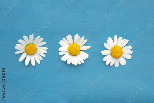 Three white summer daisies isolated on a blue textural background with soft focus