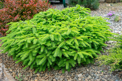Picea abies Little Gem , rare dwarf conifer, planted in garden