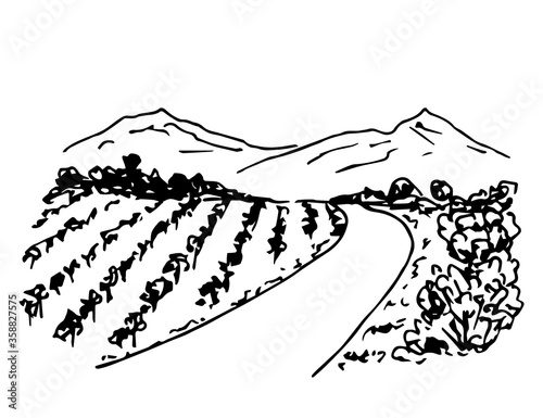 Hand drawn ink vector simple doodle. Vineyard landscape, rows of grape bushes, perspective, rural road, outlines of mountains on the horizon. Engraving style, label printing, wine list, countryside.