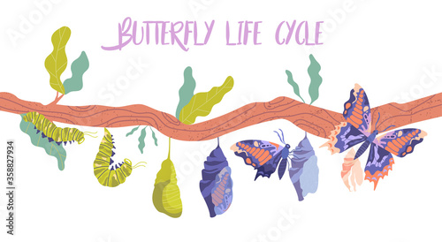Life cycle and metamorphosis of a butterfly from caterpillar to insect in sequence on a branch, colored vector illustration