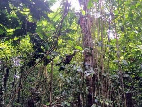 Mono Aullador, Parque Nacional Cahuita, Costa Rica
