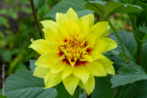 yellow dahlia flower