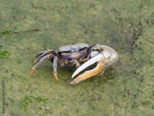 fiddler crab