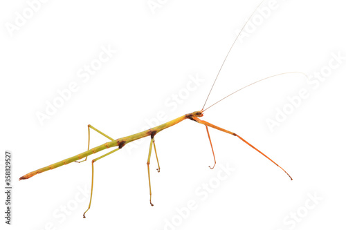 Walking Stick Insect with Clipping Path over White