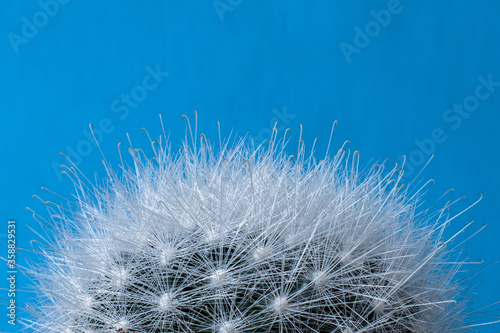 Top detail of Mammillaria bocasana cactus  also known as Powder Puff Pincushion. Close-up of fluffy white silky hairs isolated on a pastel blue background.