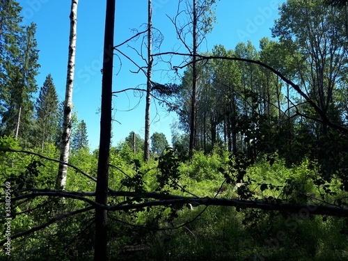 Photography Silhouettes of trees against the backdrop of blue sky - Oslo, Sognsvann