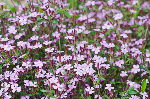 Beautiful and vibrant little purple matthiola flowers