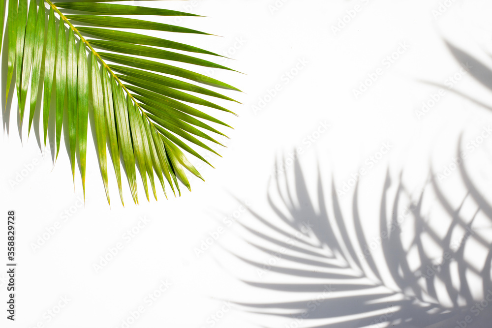 leaves of coconut palm tree and shadow isolated on white, tropical leaf, summer background leaves of coconut palm tree and shadow isolated on white, tropical leaf, summer background