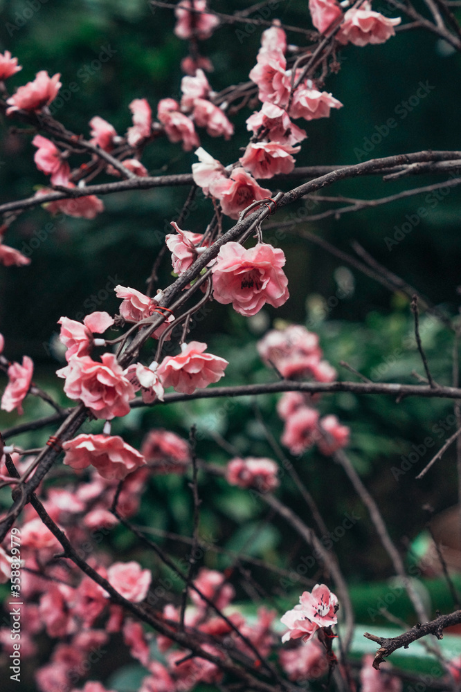 A branch of a tree with pink flowers.Sprig of cherry blossoms in the spring. A branch of a tree with pink flowers.Sprig of cherry blossoms in the spring.
