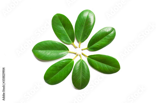 fresh green leaf isolated on white background for design elements, flat lay