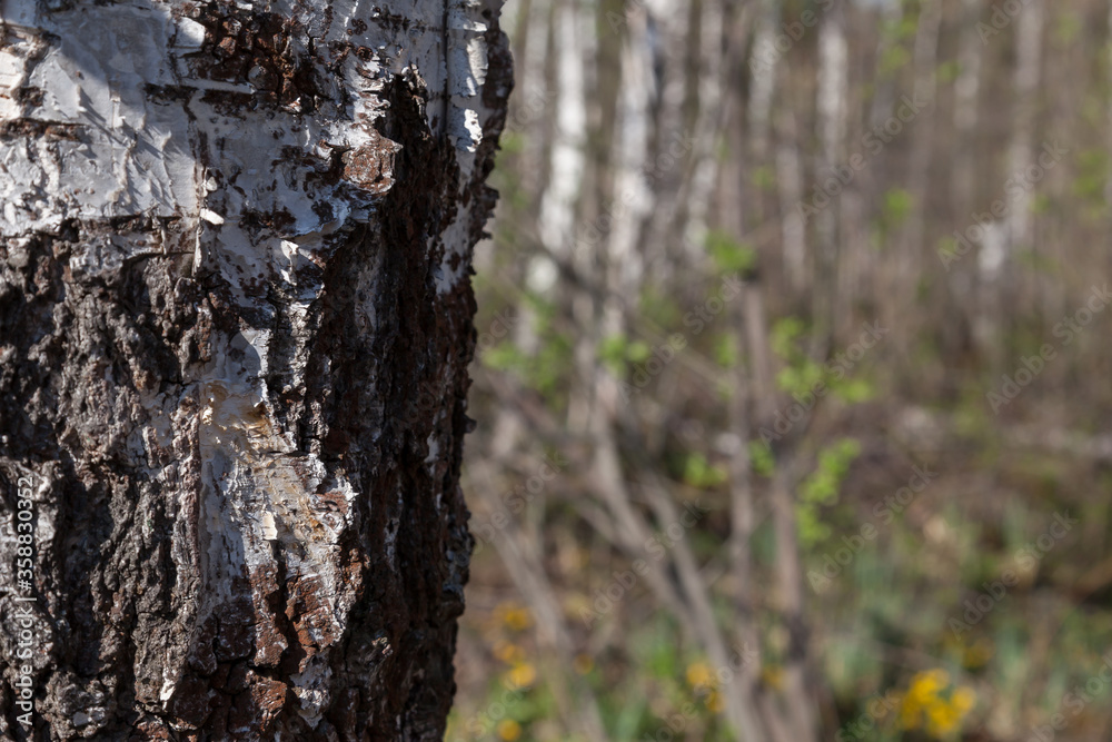 Birch trunk in the foreground with a texture of rough bark against a background of deciduous forest of grass and flowers in the spring before letting out the juice. Birch trunk in the foreground with a texture of rough bark against a background of deciduous forest of grass and flowers in the spring before letting out the juice.