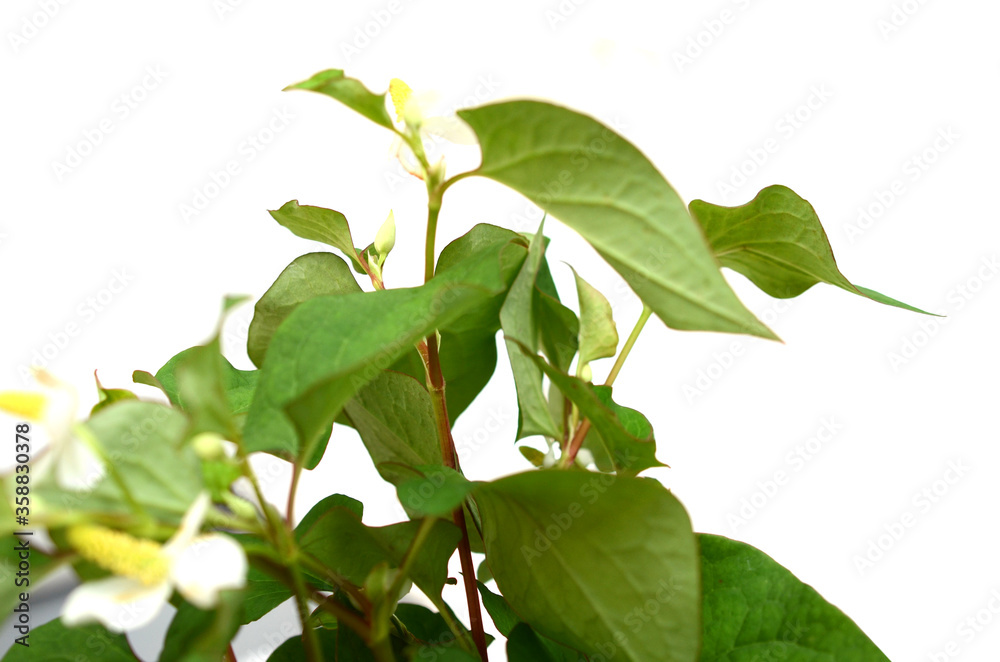 Houttuynia cordata vegetable branches Houttuynia cordata vegetable branches