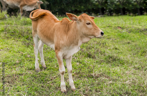 calf in the field