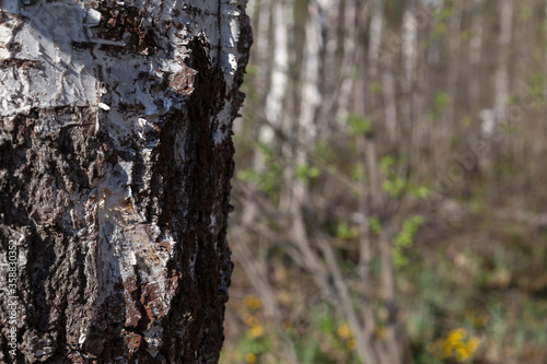 Birch trunk in the foreground with a texture of rough bark against a background of deciduous forest of grass and flowers in the spring before letting out the juice.